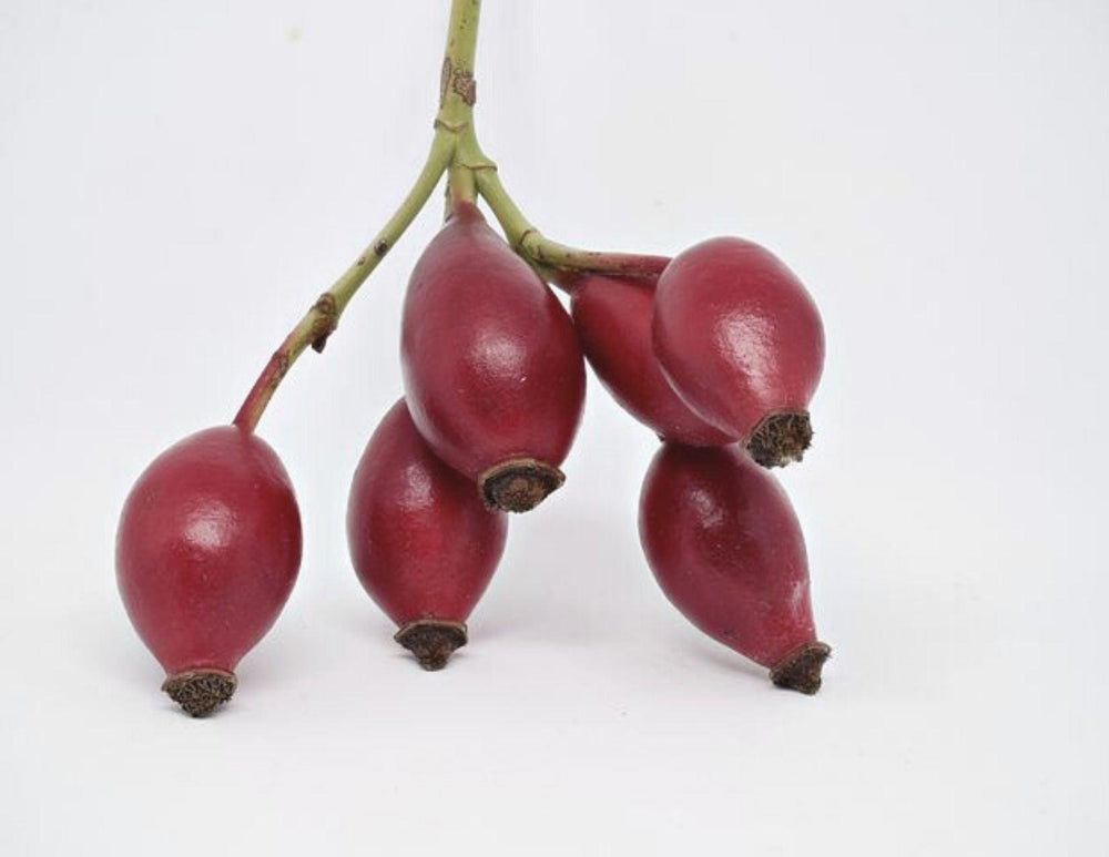Rosehip Seed Oil Organic - LILIXIR - NATURAL INGREDIENTS