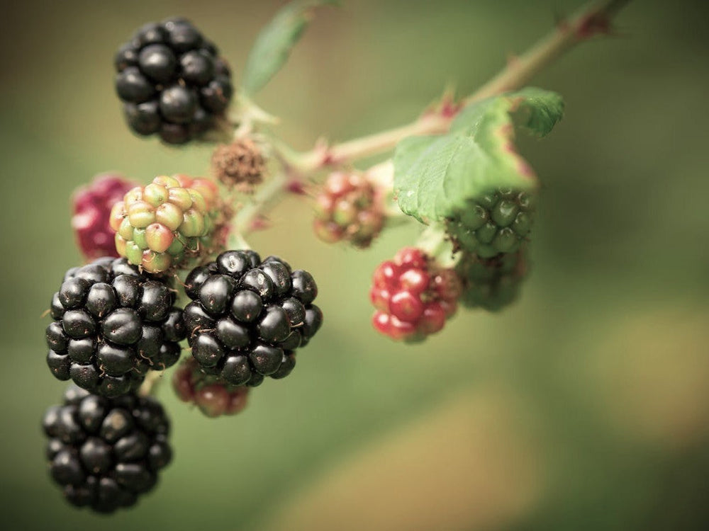 Blackberry Seed Oil in Skincare: A Superfood for Ageless Beauty