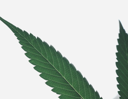 Organic Hemp Seed Oil Benefits in LILIXIR Skincare