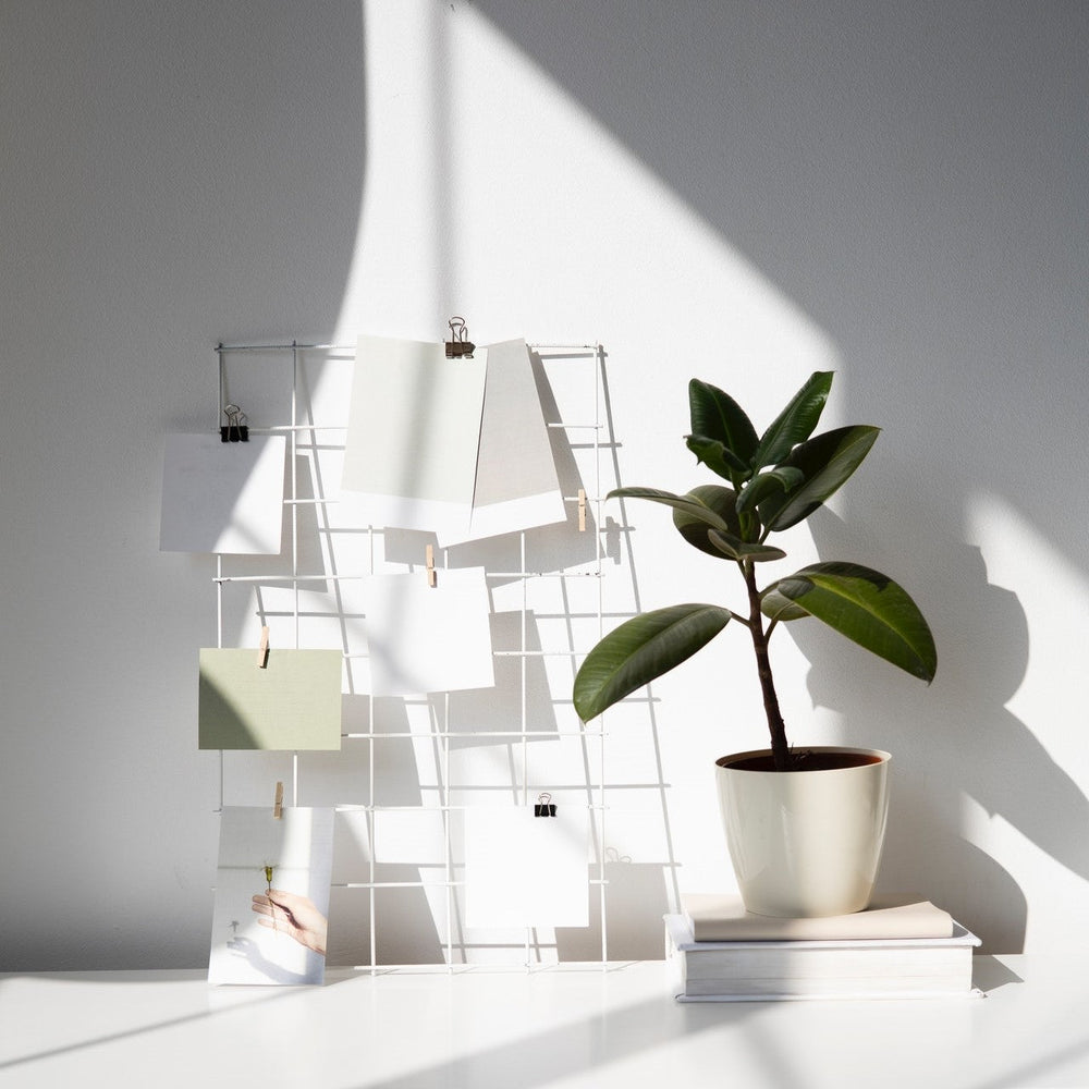 The Benefits of Plants for Emotional and Mental Health - LILIXIR - MENTAL HEALTH