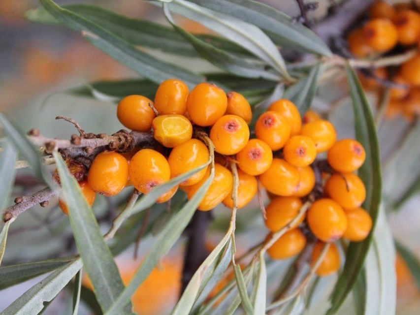 Branch of sea buckthorn orange berries with green leaves. The fruit oil is used in lilixir skincare products.