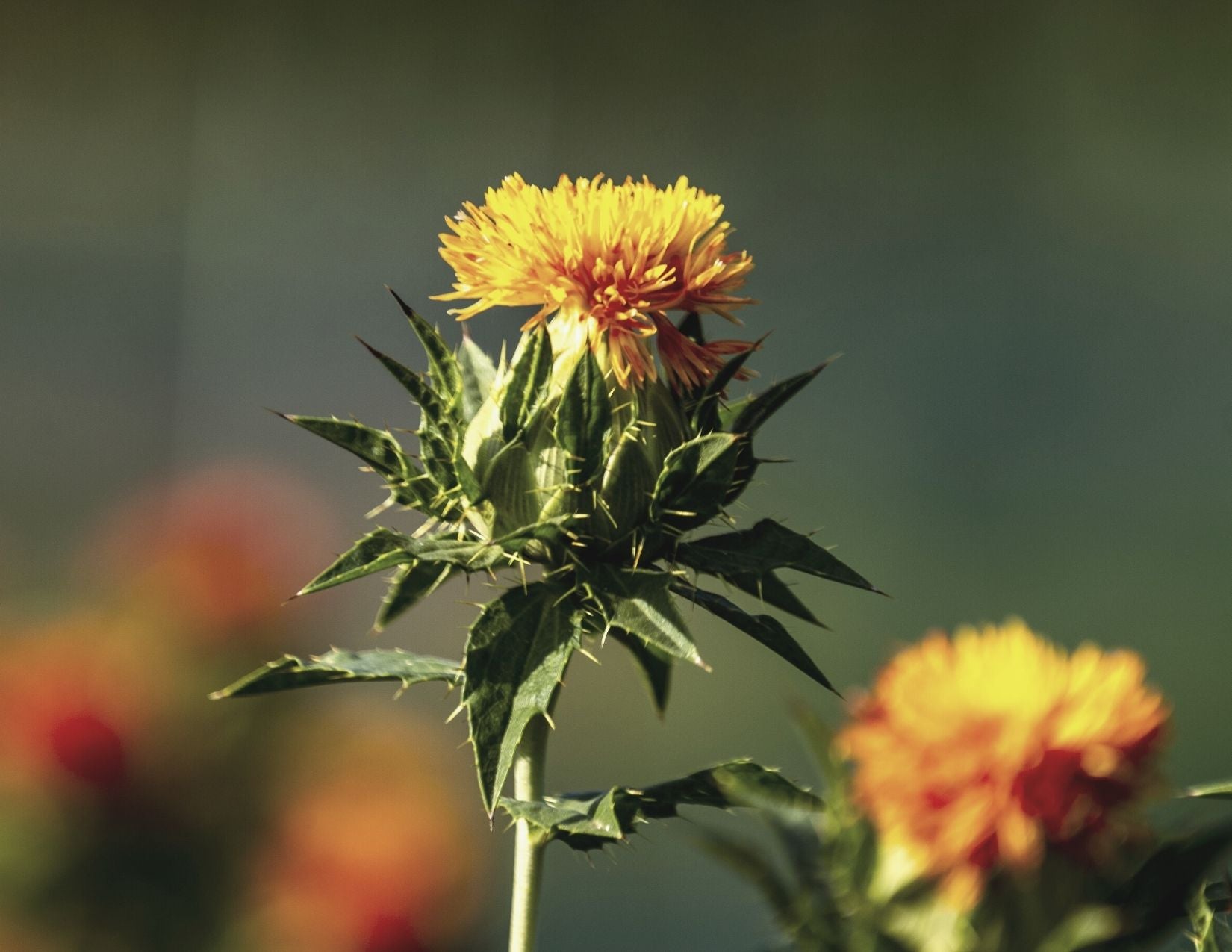 lilixir Safflower Oil skin benefits A notable antioxidant and antifungal capacity was demonstrated in Safflower oil, that exhibited high antibacterial effects.