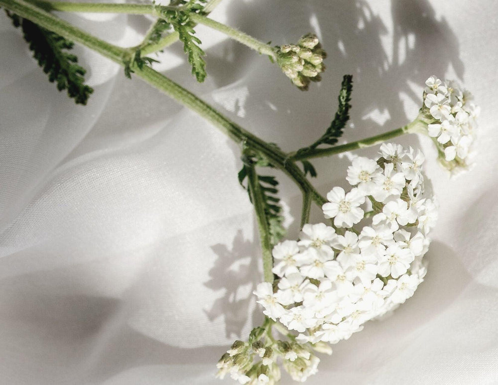 Yarrow Organic Essential oil - LILIXIR - NATURAL INGREDIENTS