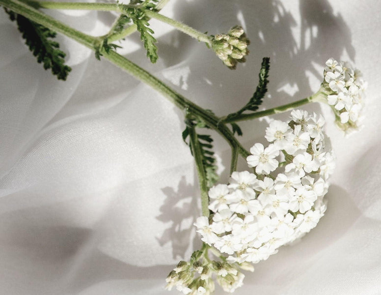 Yarrow Organic Essential oil