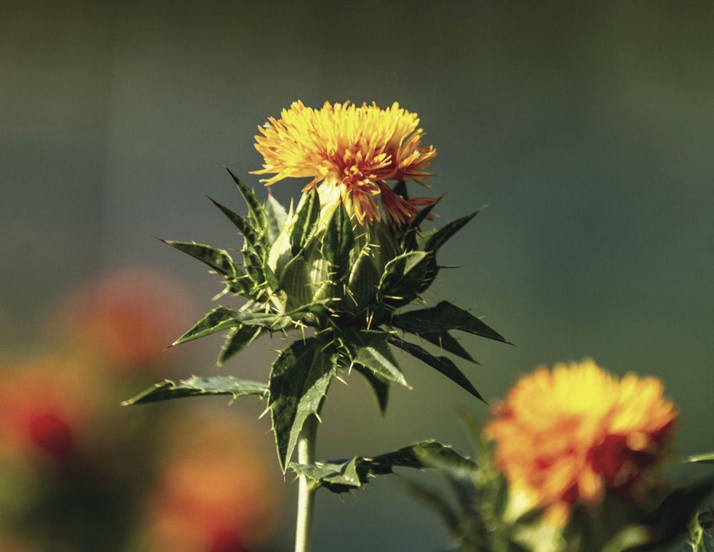 Safflower Oil Organic - LILIXIR - NATURAL INGREDIENTS