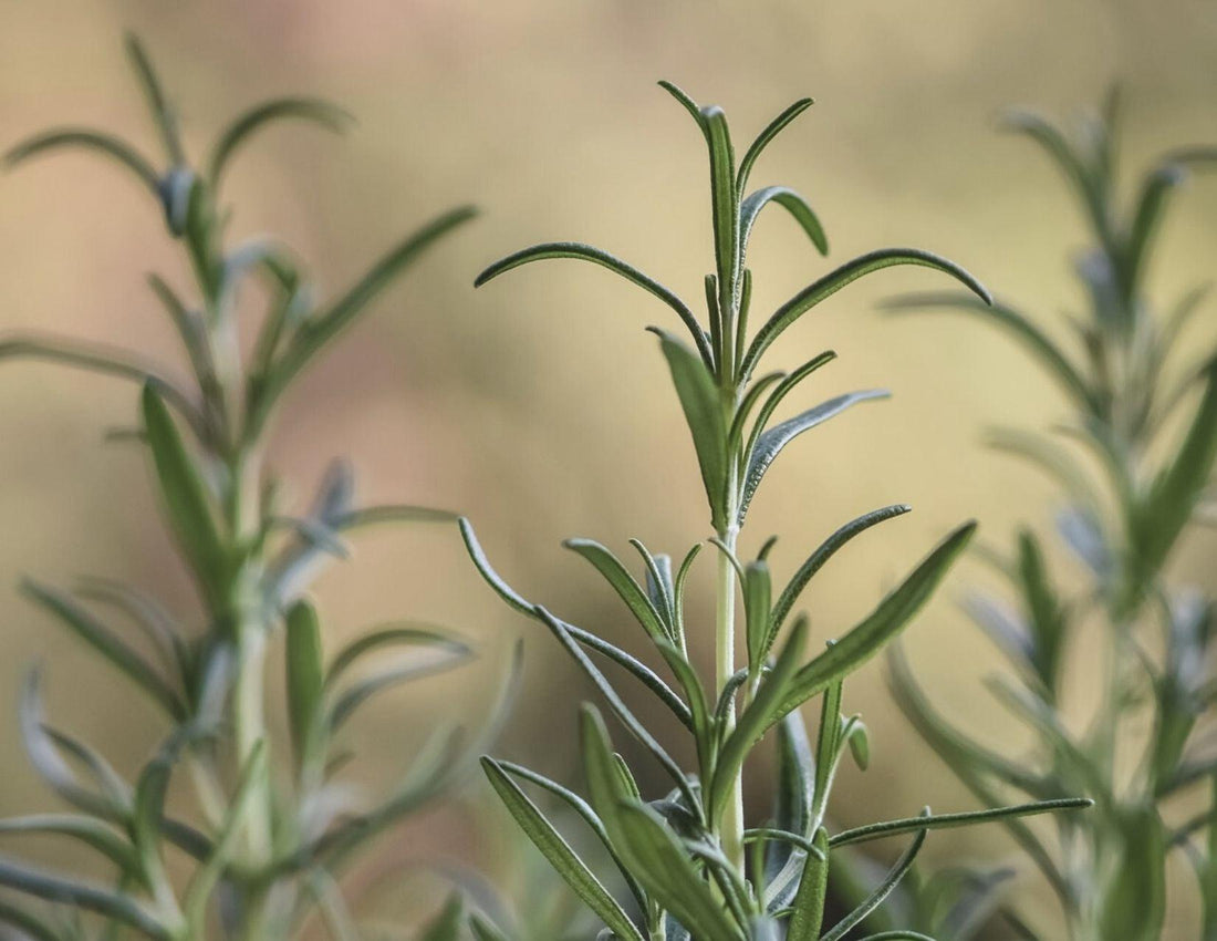 Rosemary Extract Organic - LILIXIR - NATURAL INGREDIENTS