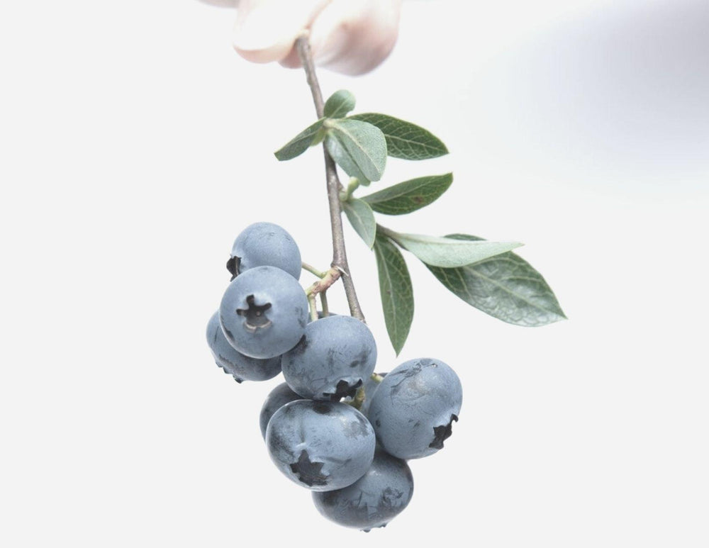 Blueberry Seed Oil skin banefirs - LILIXIR - NATURAL INGREDIENTS
