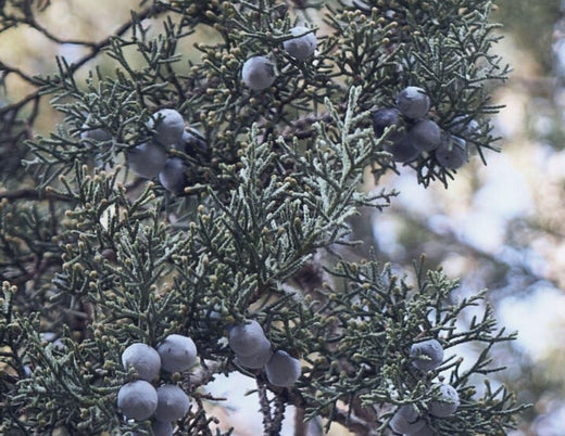 Juniper Berry Organic Essential oil - LILIXIR - NATURAL INGREDIENTS
