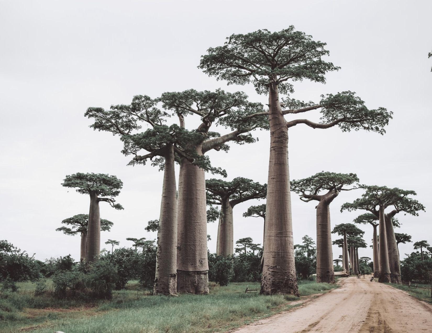 Huile biologique de baobab