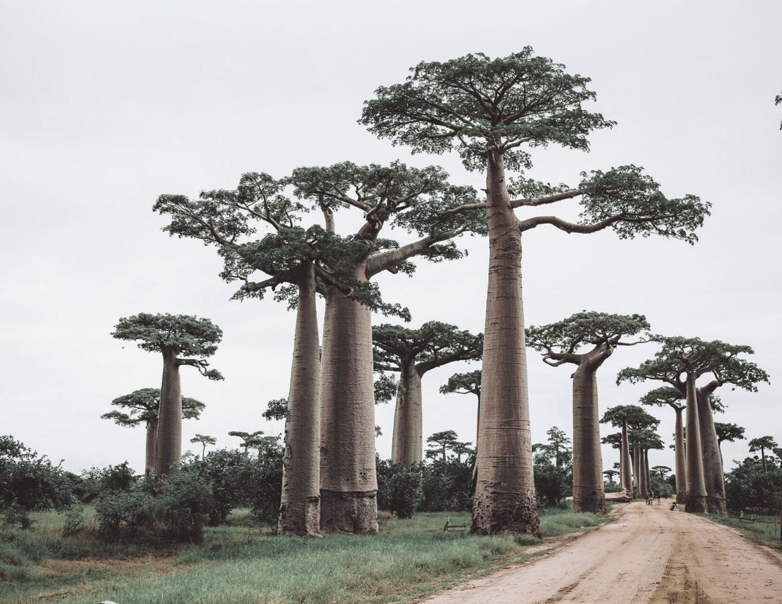 Baobab Oil Organic - LILIXIR - NATURAL INGREDIENTS