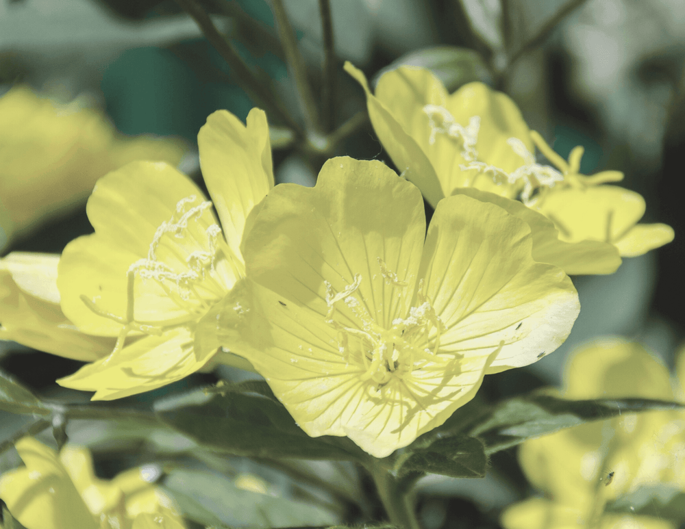 Evening Primrose Oil Organic - LILIXIR - 