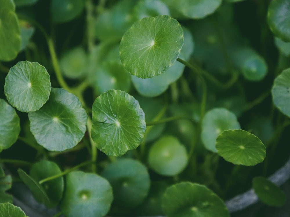 Why Gotu Kola is the Core of Climate-Adaptive Skin Resilience