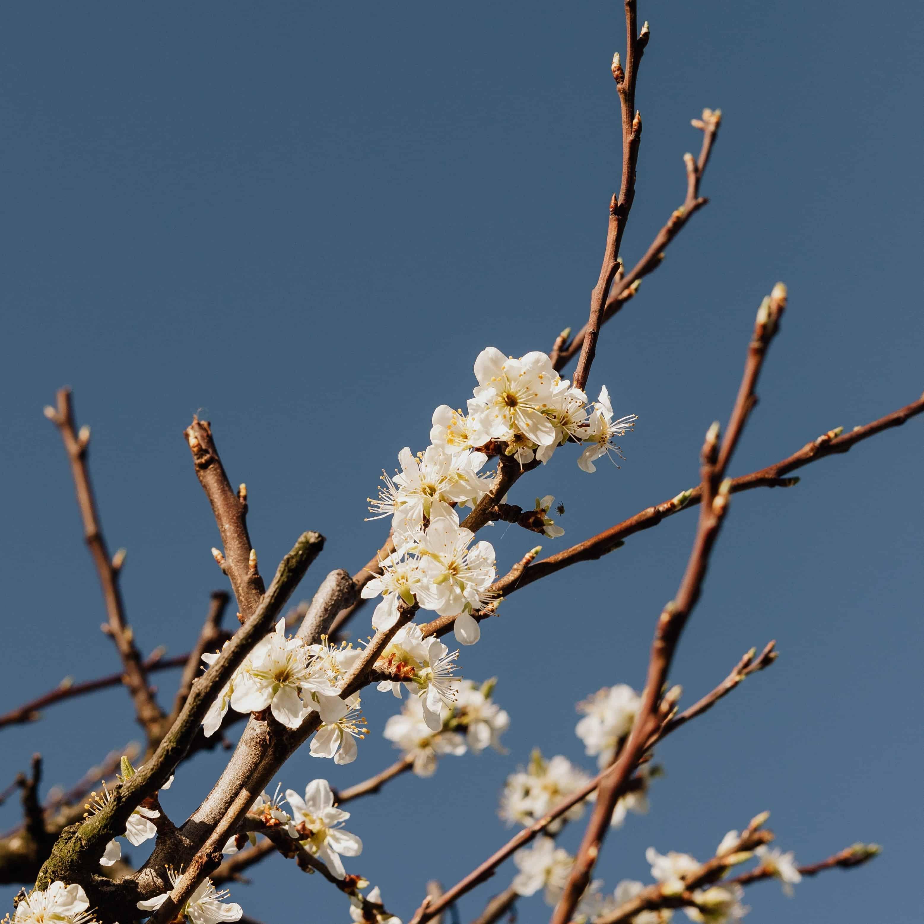 The Power of Tree Planting for Environmental Restoration