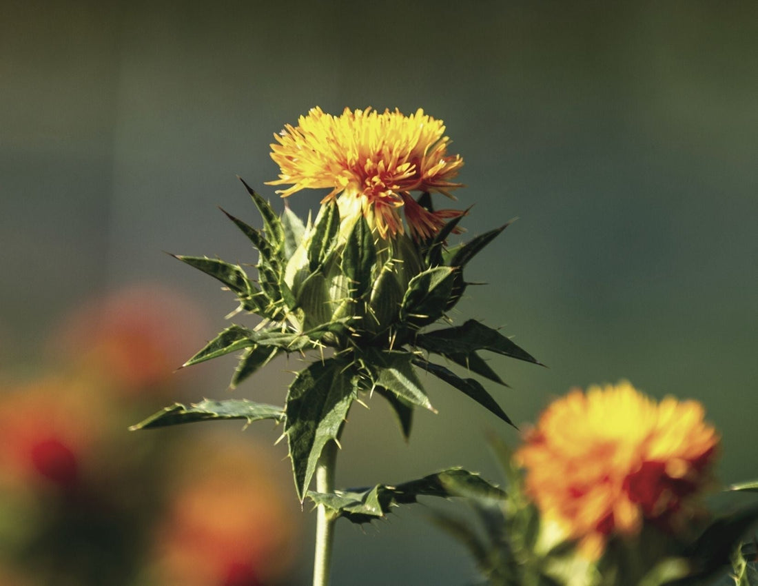 Safflower Oil benefits for skin
