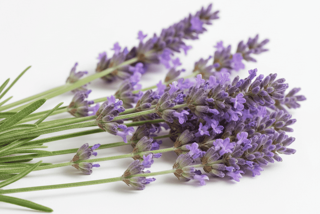 A close-up of fresh lavender stems with purple flower buds and green leaves on a clean white background.