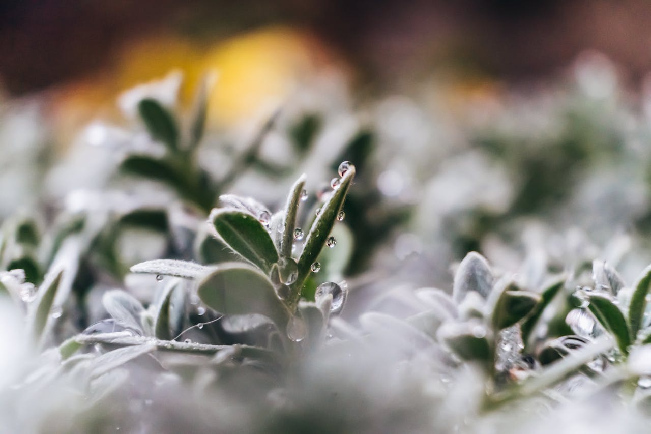 Close-up of frost-covered leaves with a blurred background