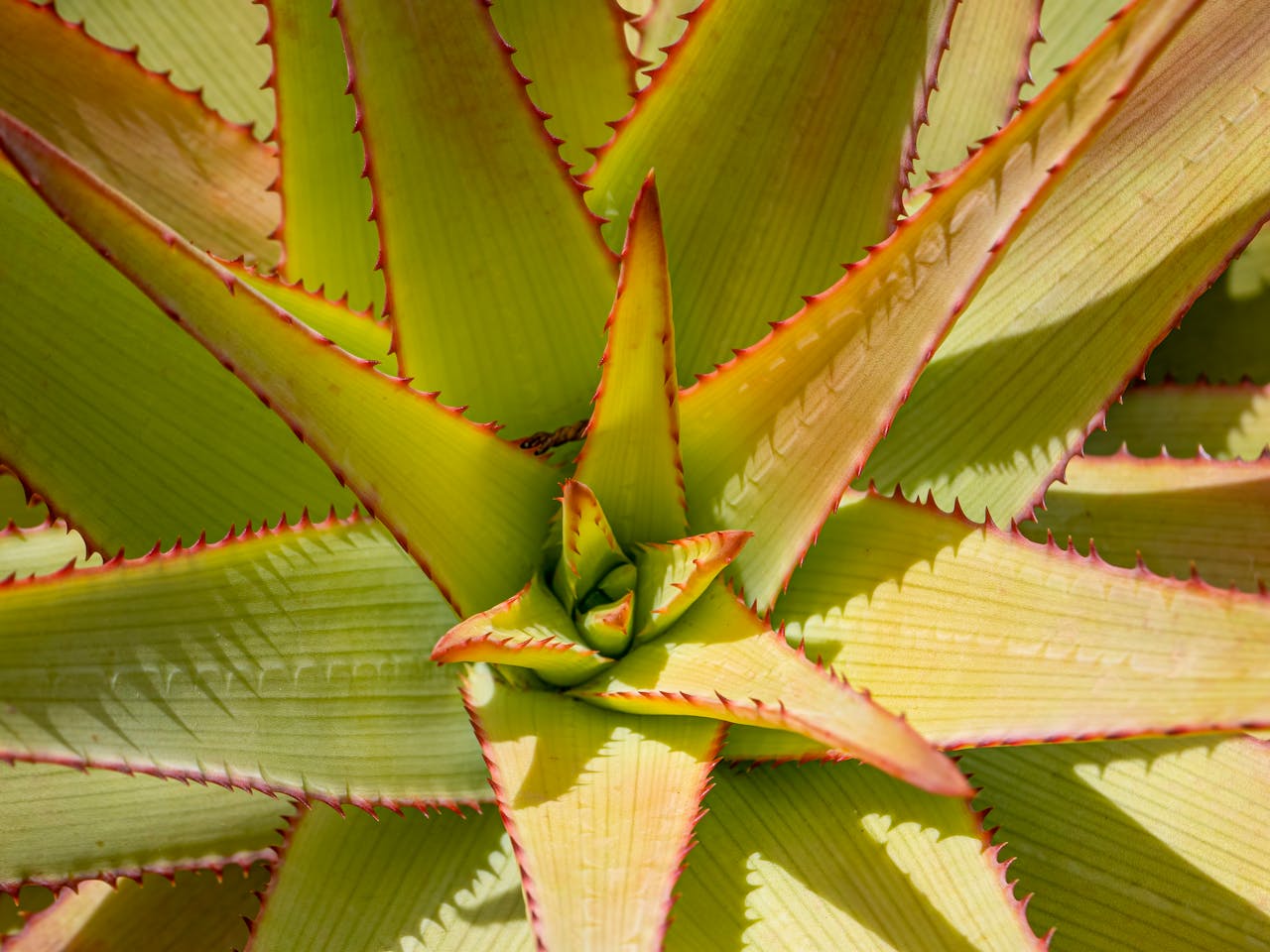 Close-up of a vibrant green and red succulent plant of aloe vera. Extract used in lilixir natural skincare.