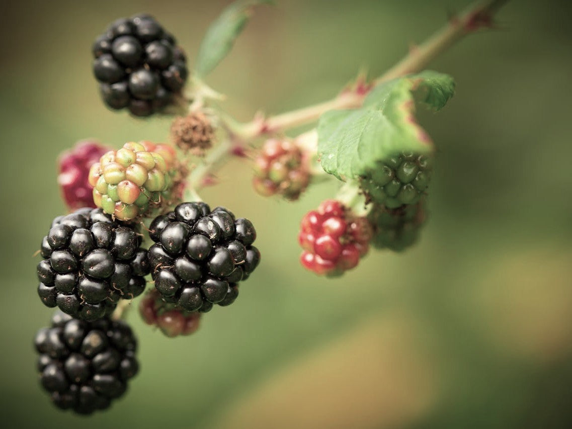Blackberry Seed Oil in Skincare: A Superfood for Ageless Beauty LILIXIR