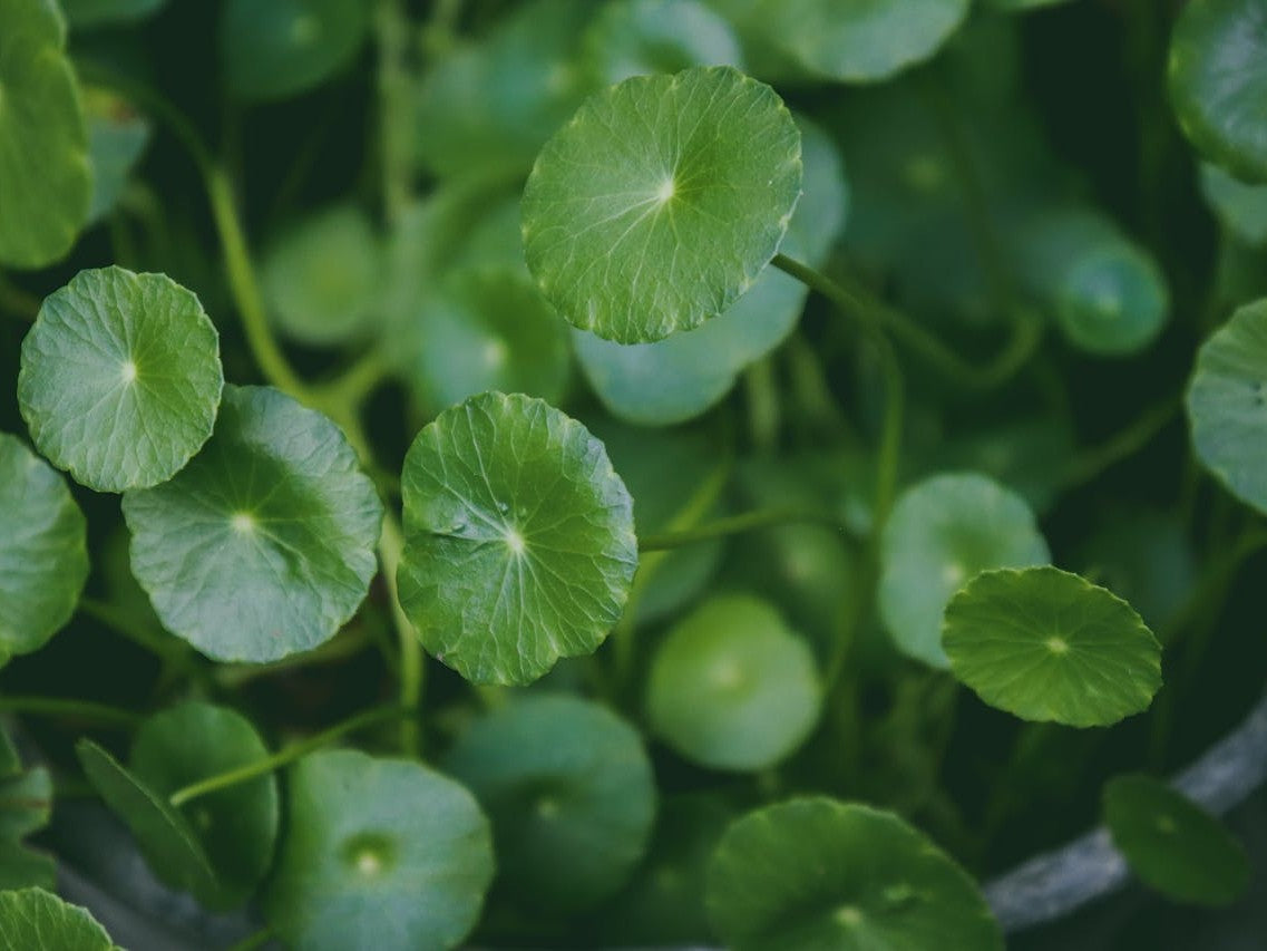 Close-up of green round leaves of gotu kola, ingredient used in lilixir skincare