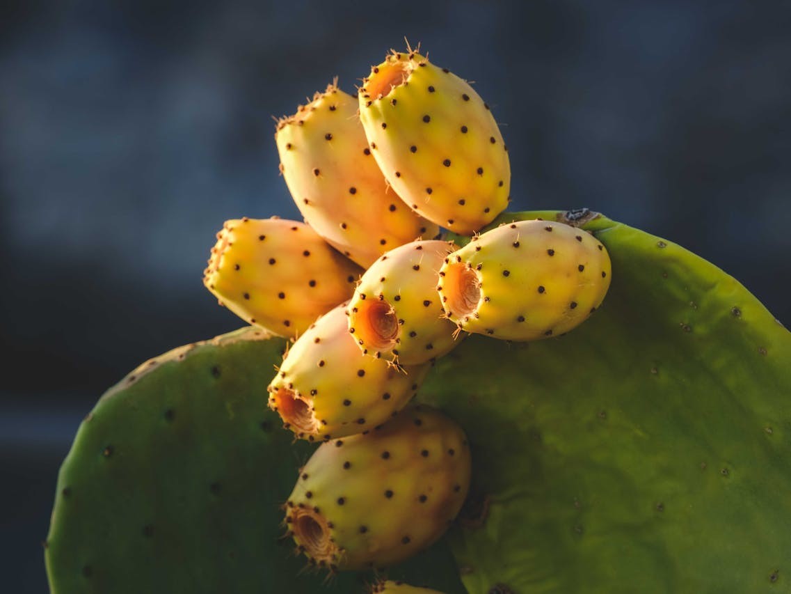 Close-up of yellow prickly pears on a green leaf with a blurred dark background