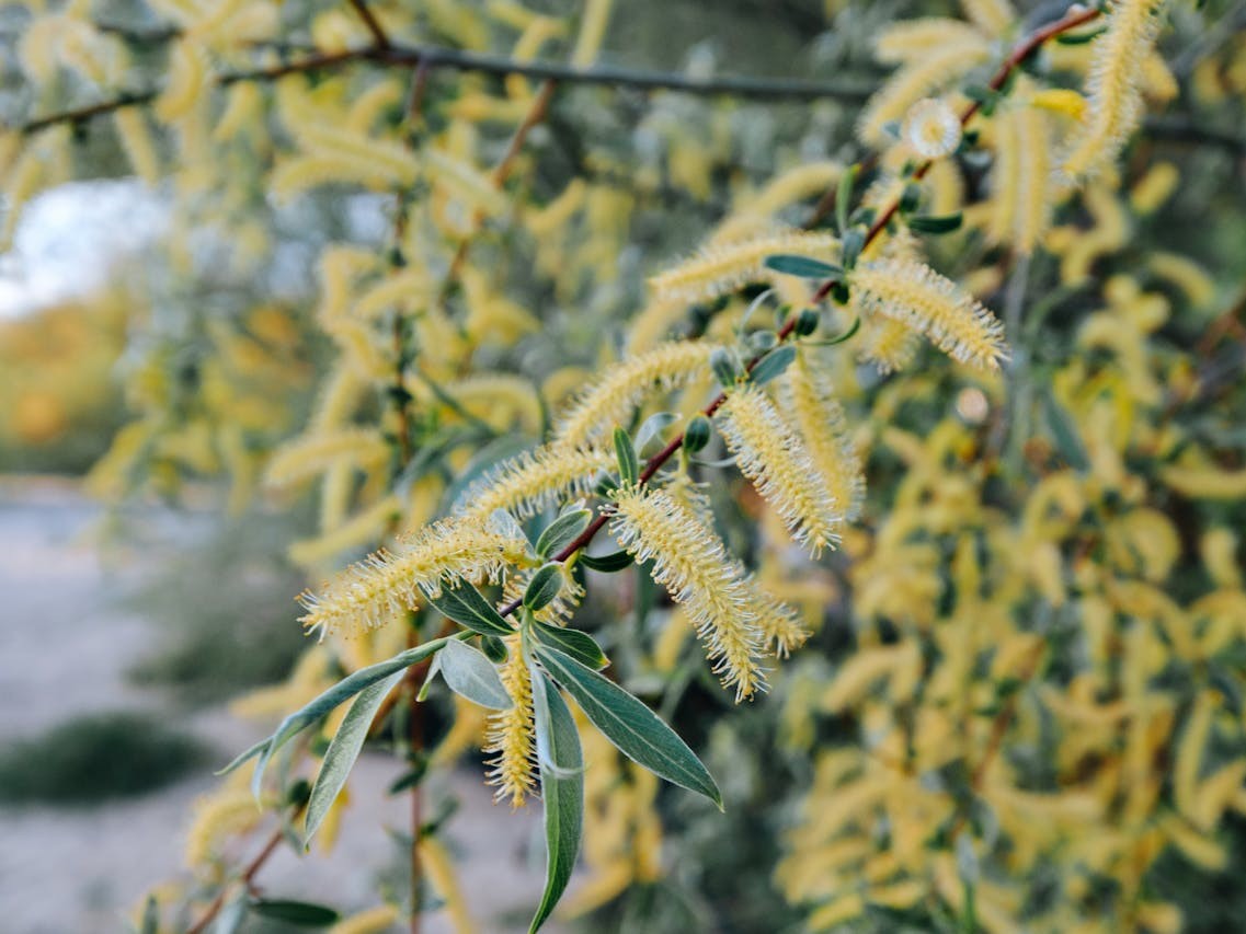 Close-up of yellow willow catkins on a branch, ingredient used in lilixir skincare