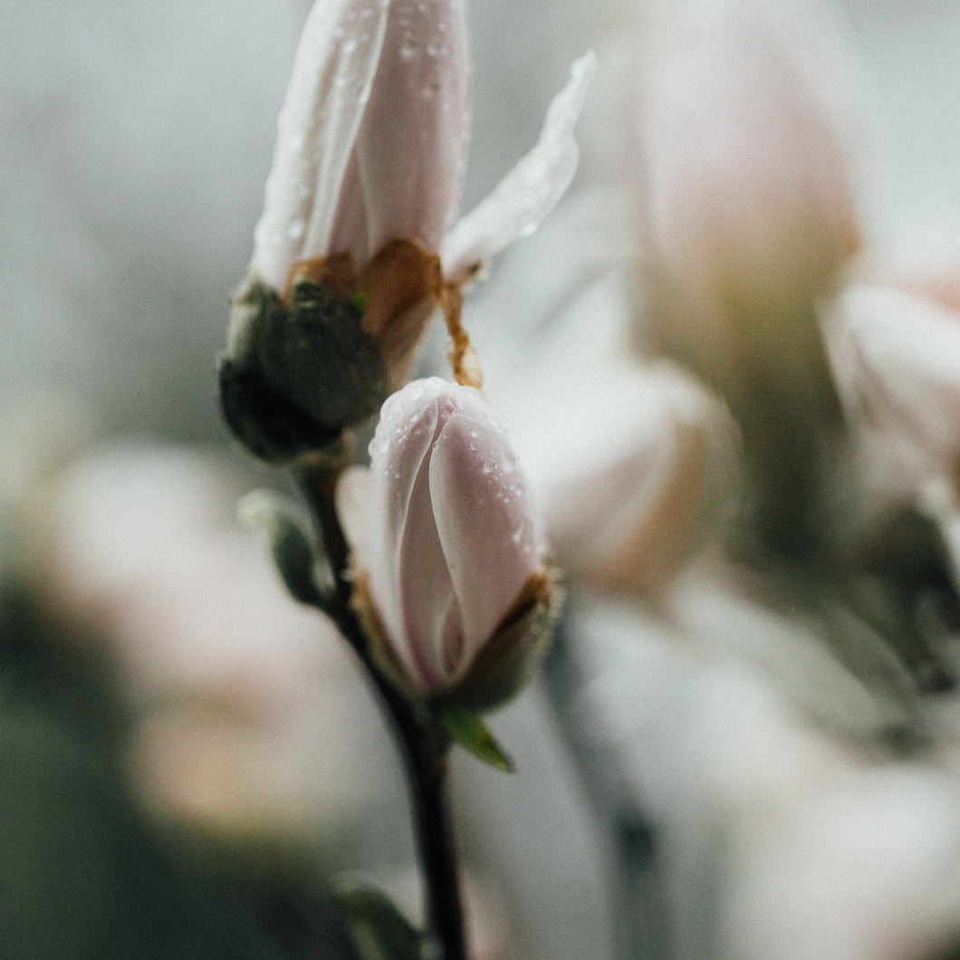 LILIXIR organic and plant based skincare - About Us