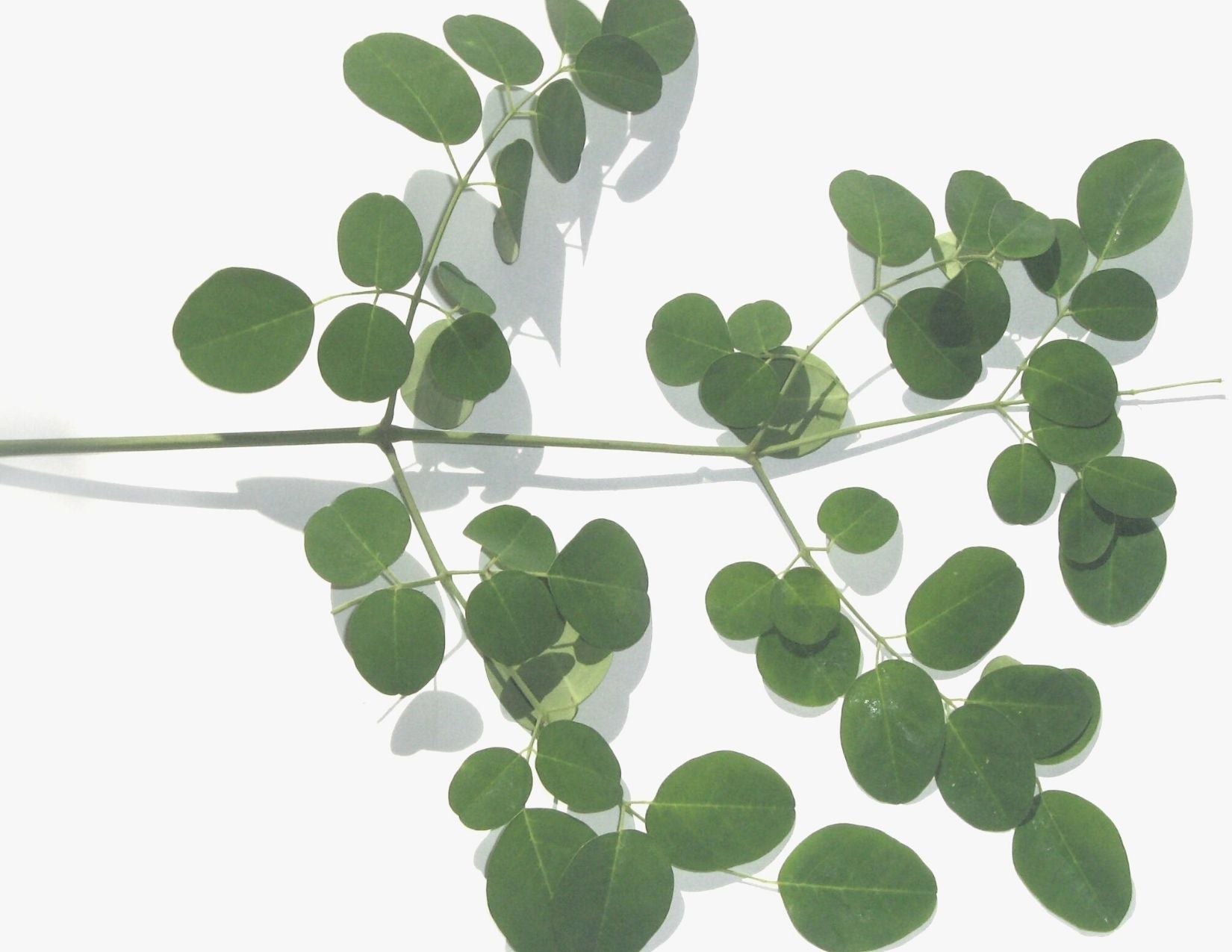 Moringa - the most nutrient-rich plant discovered yet! used in lilixir serums