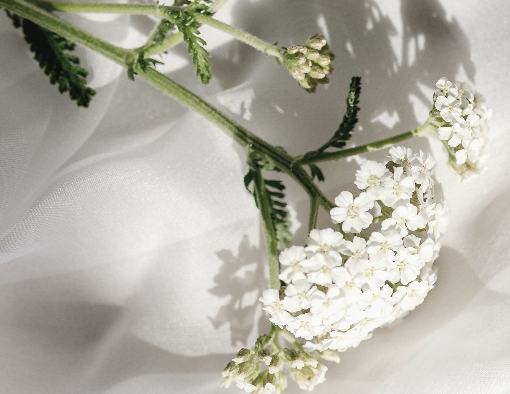 lilixir Unveiling the Healing Powers of Yarrow: A Medicinal Plant with Skincare Benefits