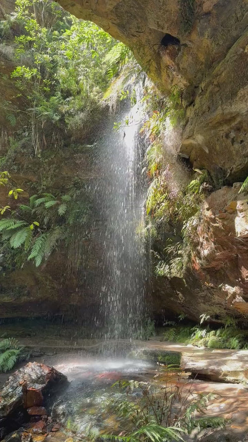 lilixir-tree-planting-forest-falls